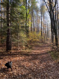 Dobrowolne poddanie się karze: lekarz, pielęgniarka
